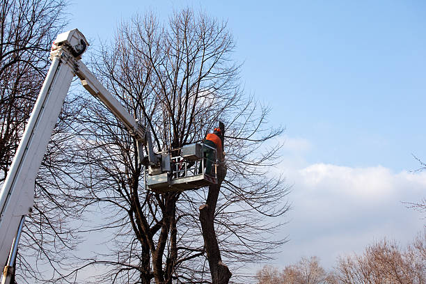 How Our Tree Care Process Works  in  Issaquah, WA